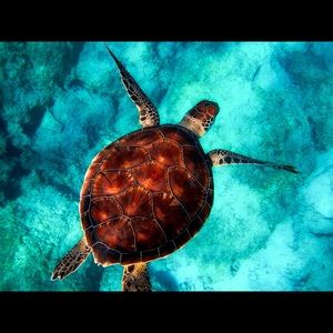 Meet your Posher, Alexa